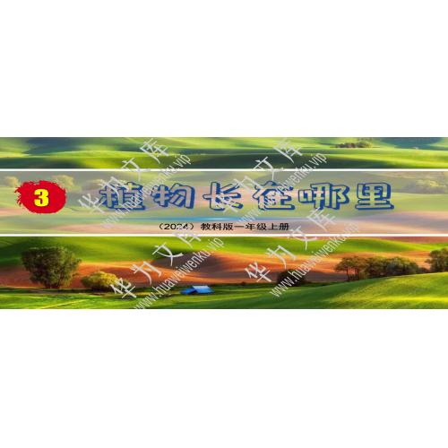 小一上科学科教版目录行数：4）；本节内容：1.3.植物长在哪里（教学课件）；第1个课件；小学科学科教版（2024）一年级上册(共32张PPT)